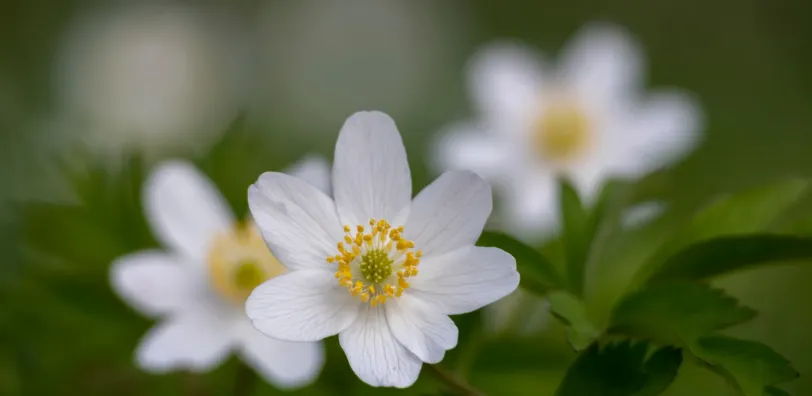 Voorjaarsflora in de loofbossen van de Ardennen - Image