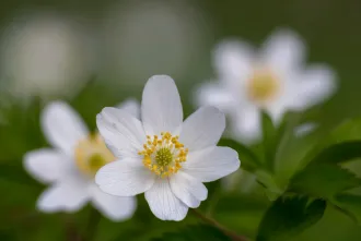 Voorjaarsflora in de loofbossen van de Ardennen img