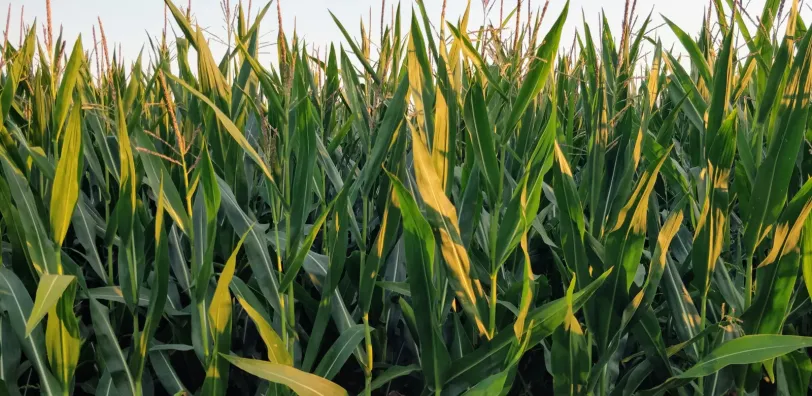 Het Labyrinthe van Barvaux - Image