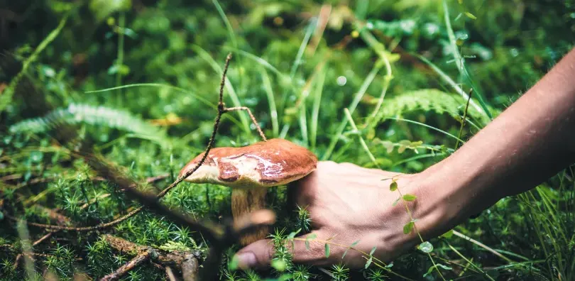 Paddenstoelen in de bossen rond Boulac - Image