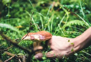 Paddenstoelen in de bossen rond Boulac img