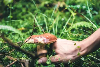 Les champignons des forêts autour de Boulac img