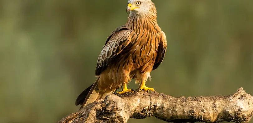 Roofvogels boven de vallei van de Aisne in de Ardennen - Image